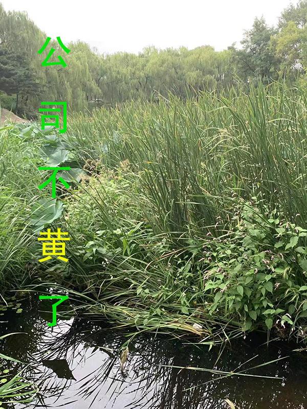 公司不按时发工资怎么办