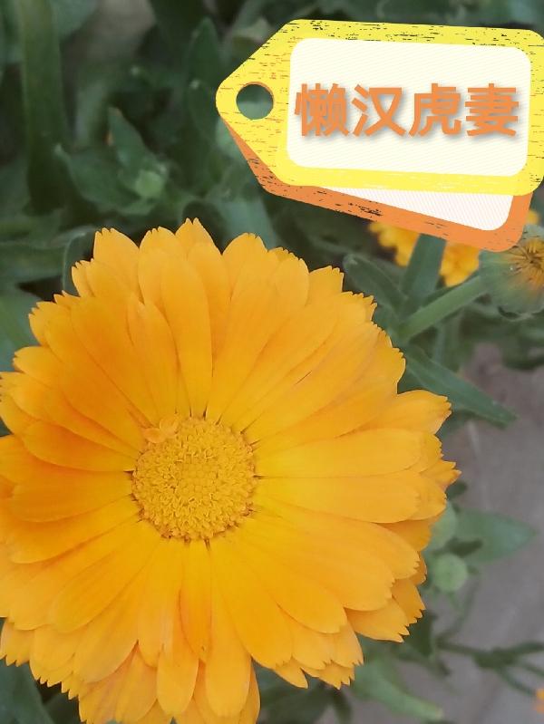 懒汉虎妻全文免费阅读